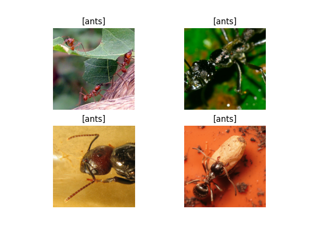 [ants], [ants], [ants], [ants]